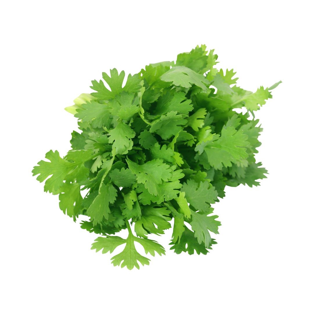 Coriander Bunch 100g Albion Fine Foods Ltd.