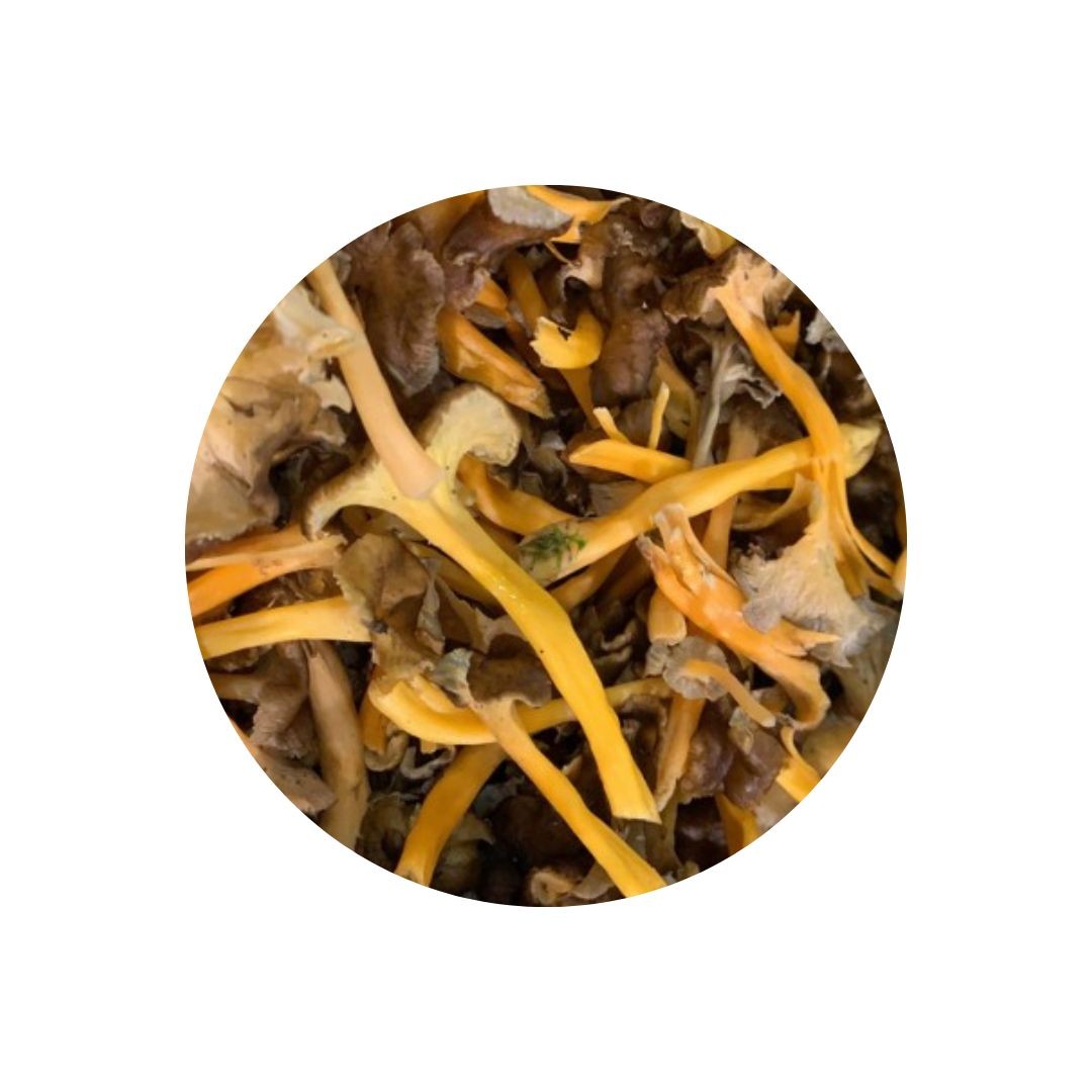 Fresh Yellow Chanterelle Mushroom kilo Albion Fine Foods Ltd.
