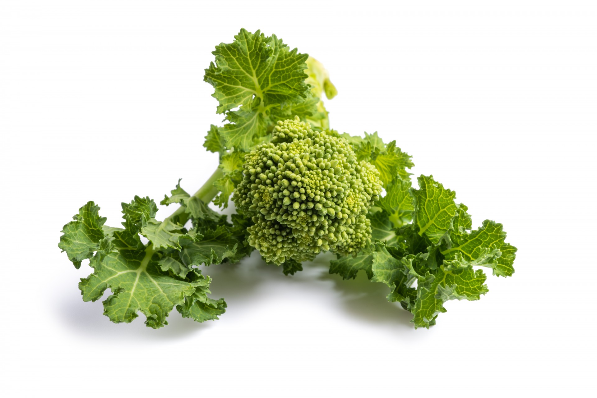 Turnip Tops / Cima Di Rapa kilo Albion Fine Foods