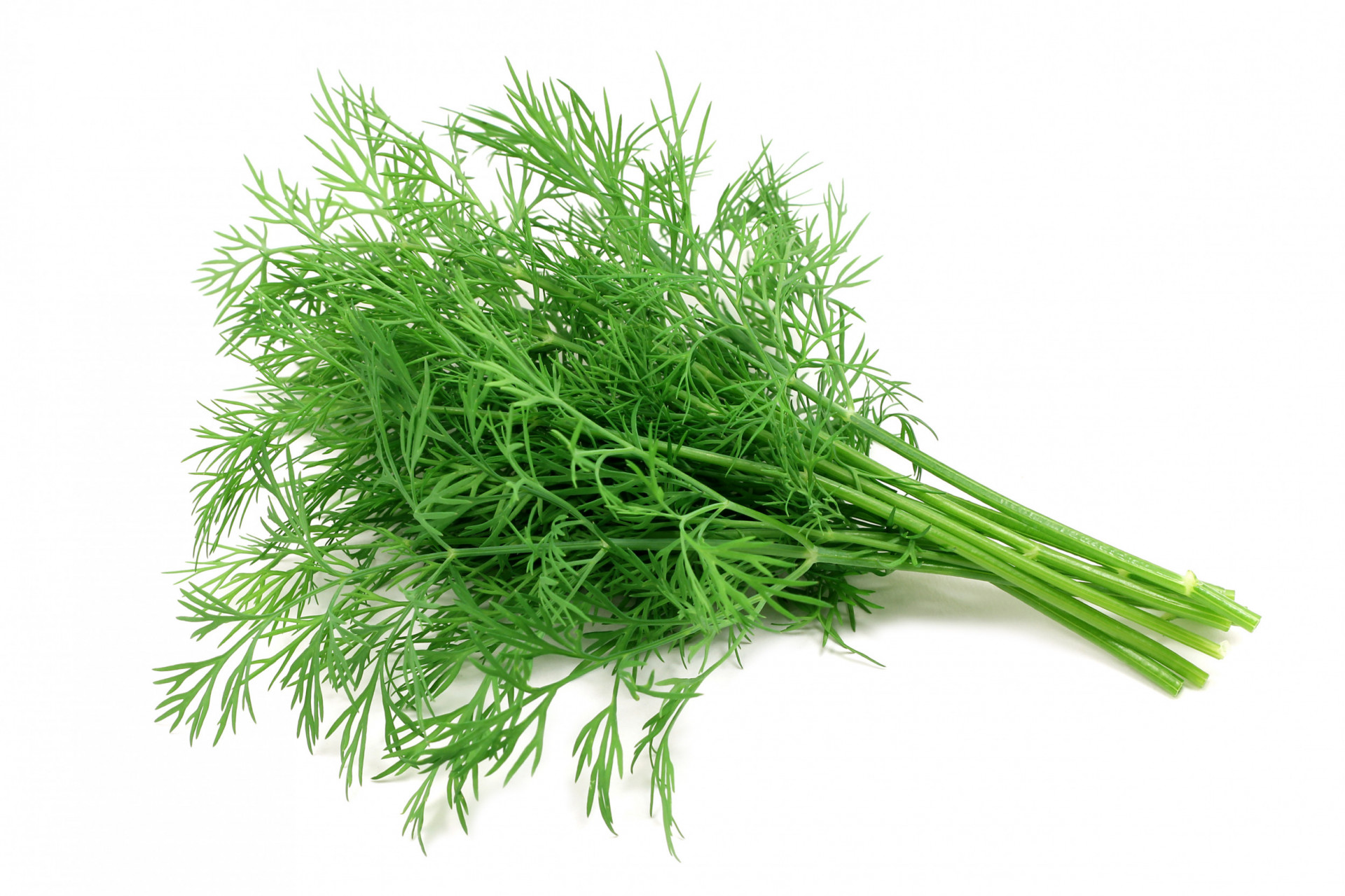 Dill Bunch 100g | Albion Fine Foods Ltd.