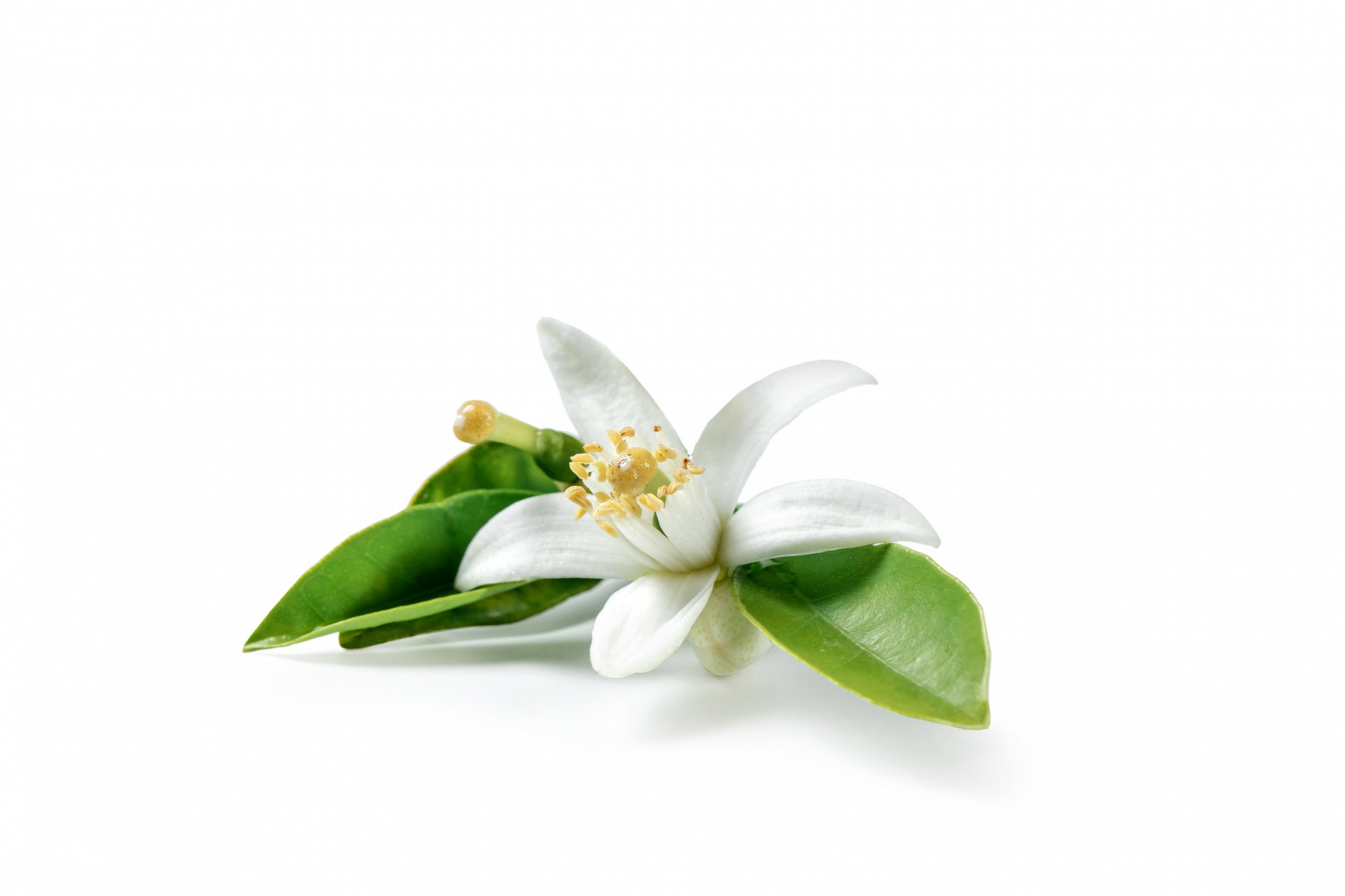 Orange Flower Water 1ltr Albion Fine Foods Ltd.