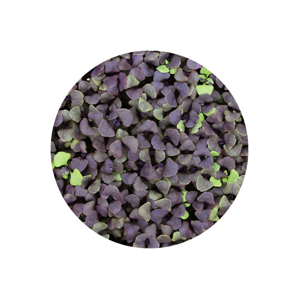 Micro Basil Green / Red, Punnet