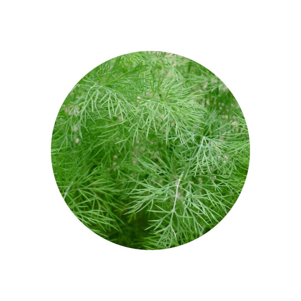 Dill Bunch