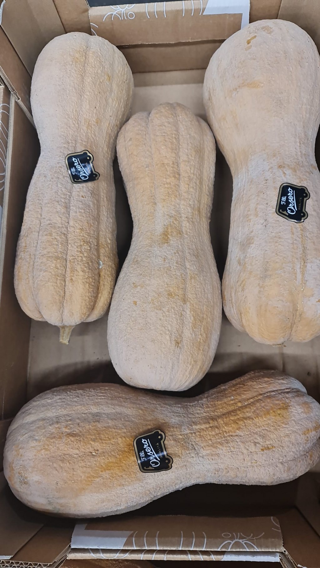 Squash Violino