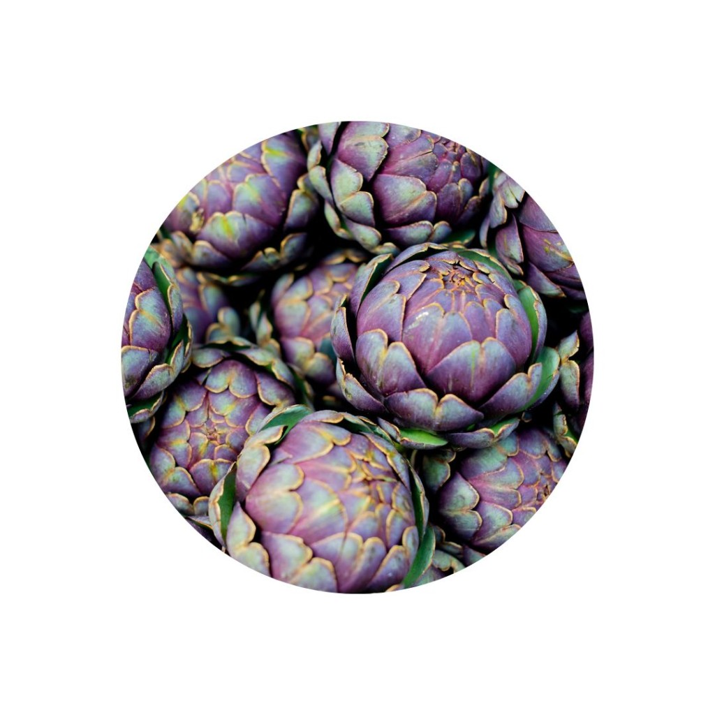 Artichoke Purple