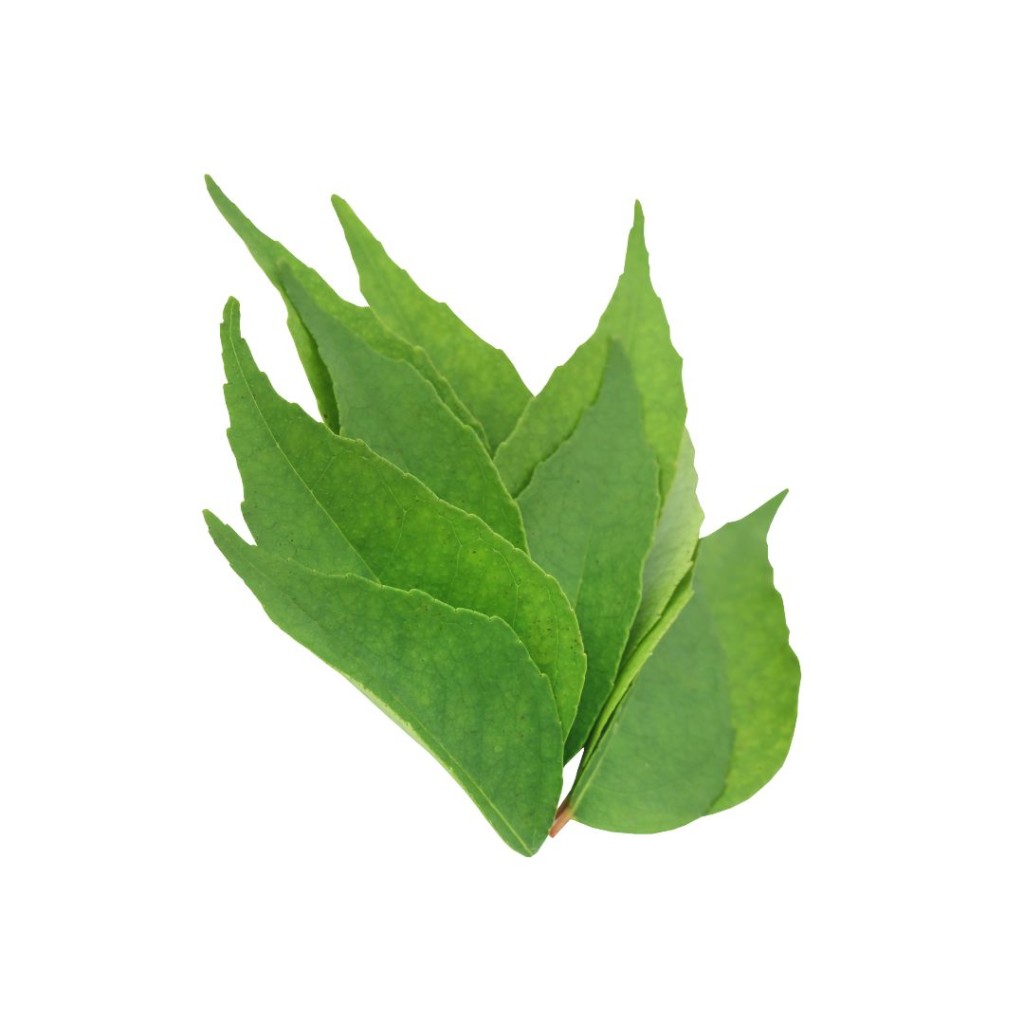 CURRYLEAFFR