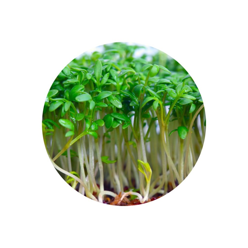 Mustard Cress Punnet