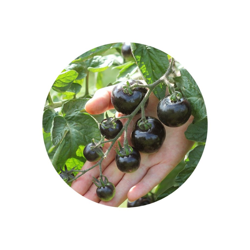 Tomatoes Sunblack (Kumato)