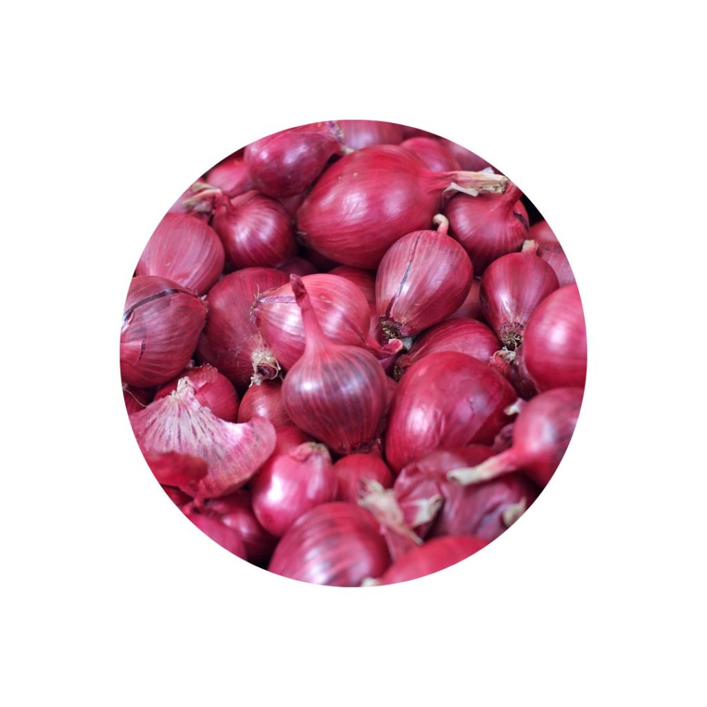 Onions Grelot Red Cipollotto
