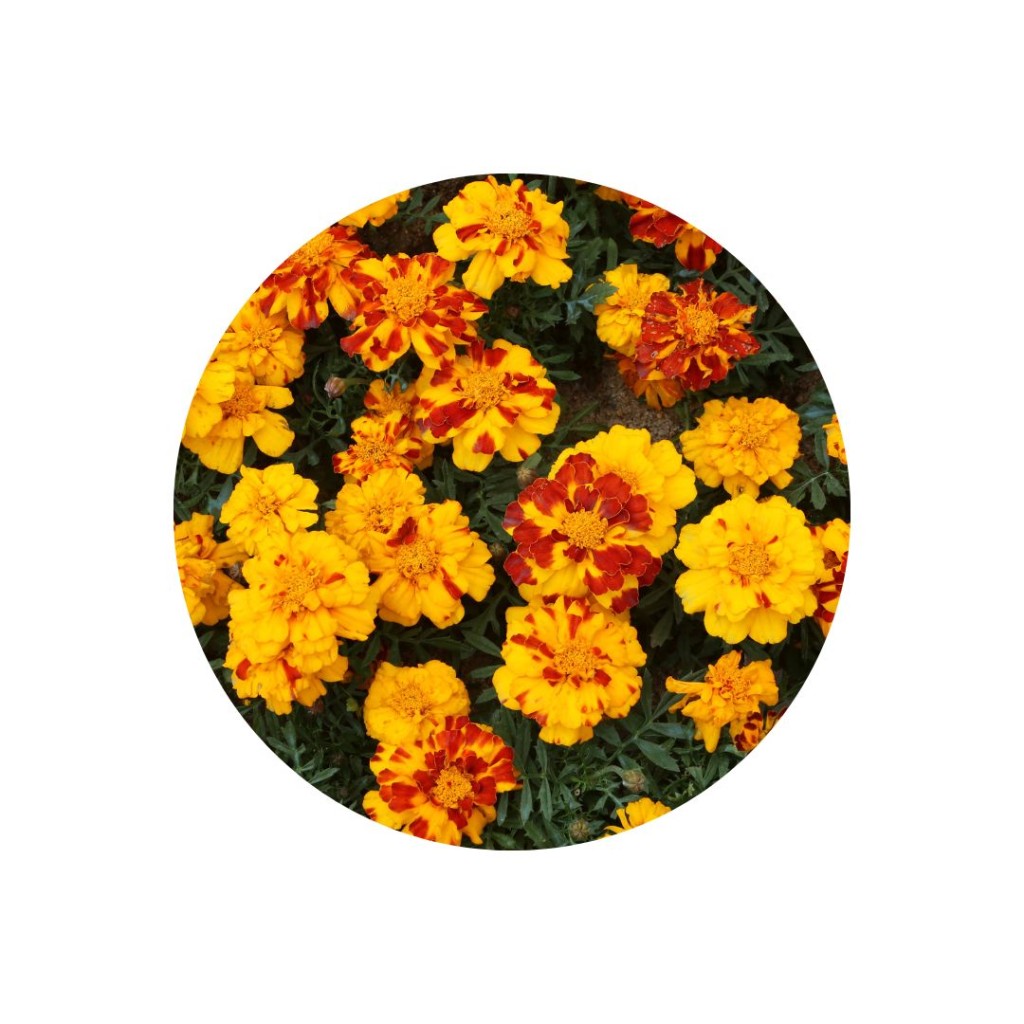 Edible flowers, Tagetes