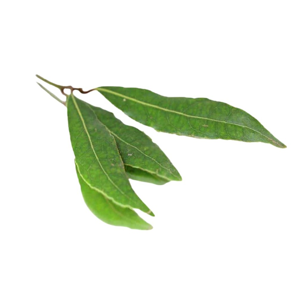 Bay leaf