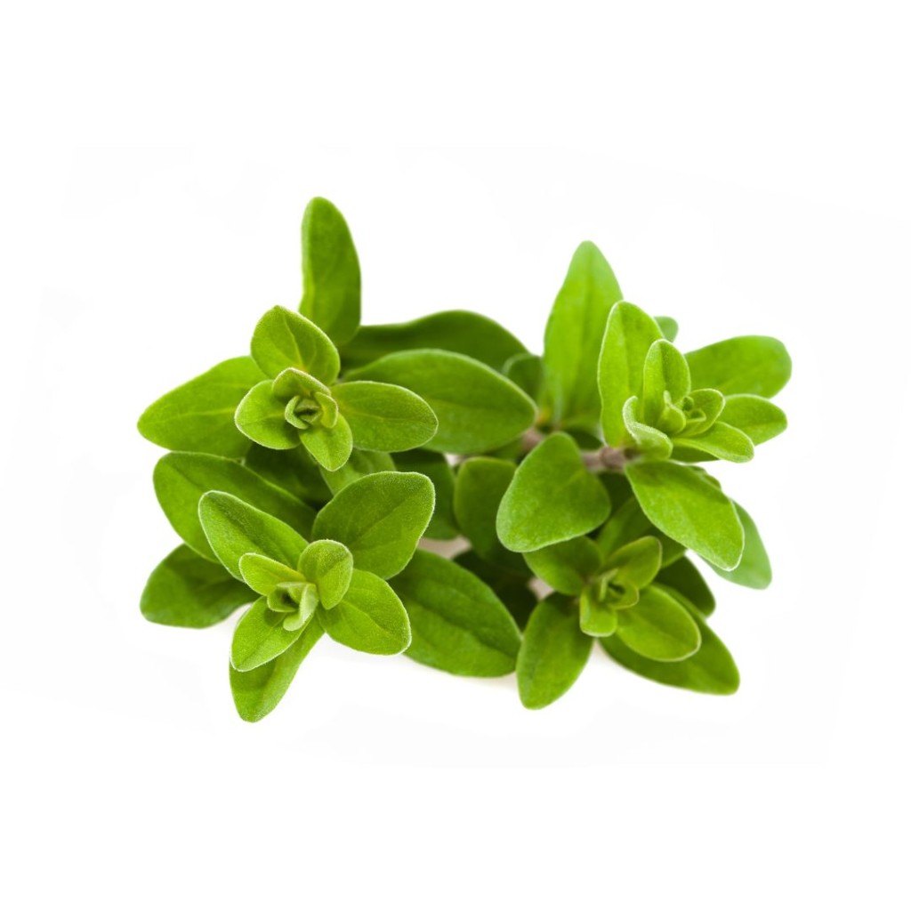 Marjoram, Fresh