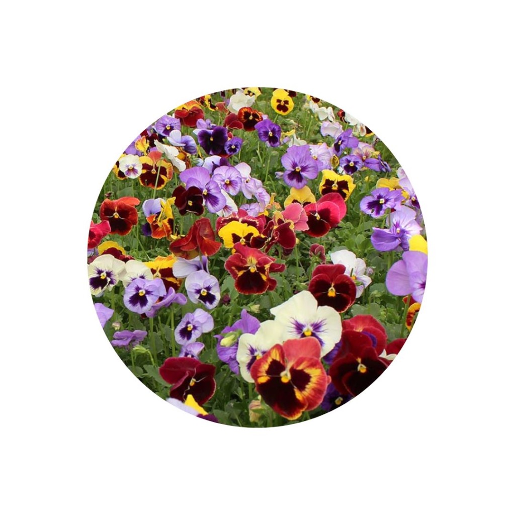 Edible Flowers, Pansy