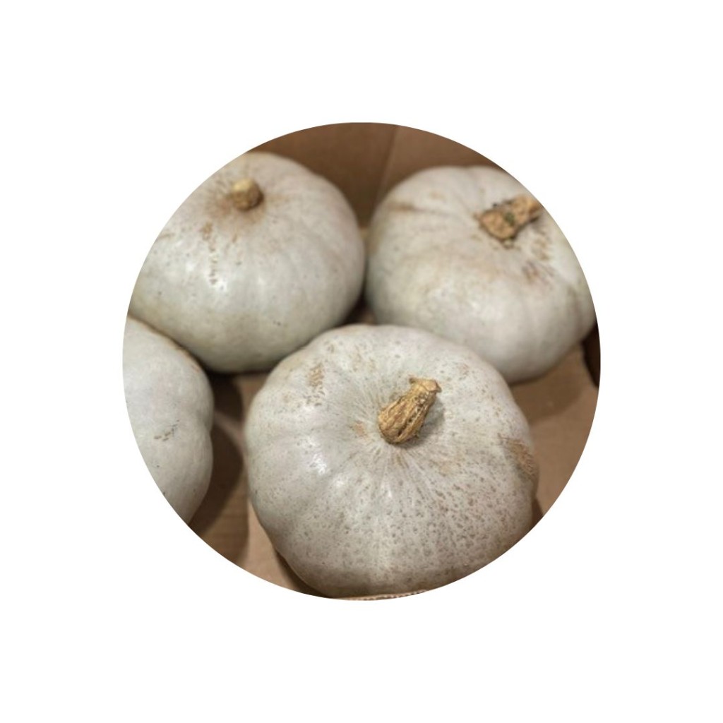 Squash, Crown Prince