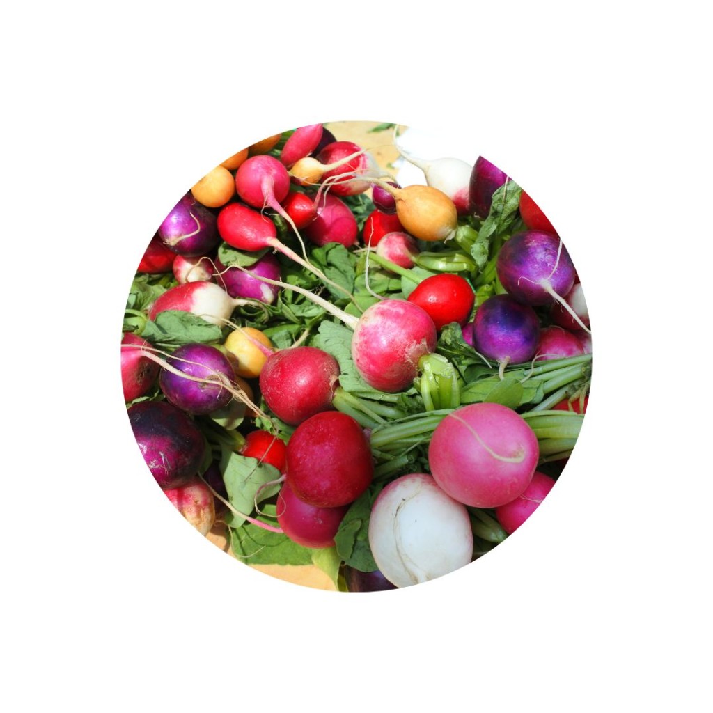 Radish Rainbow