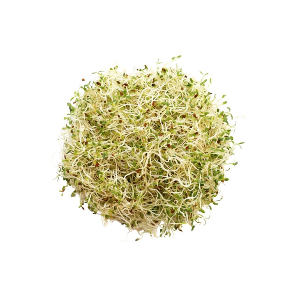 Alfafa Sprout