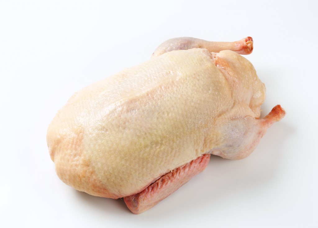 DUCKFEMALE
