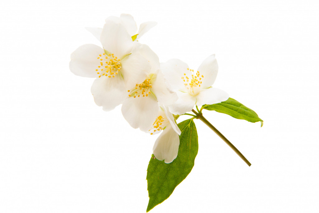 Jasmine Essence Albion Fine Foods