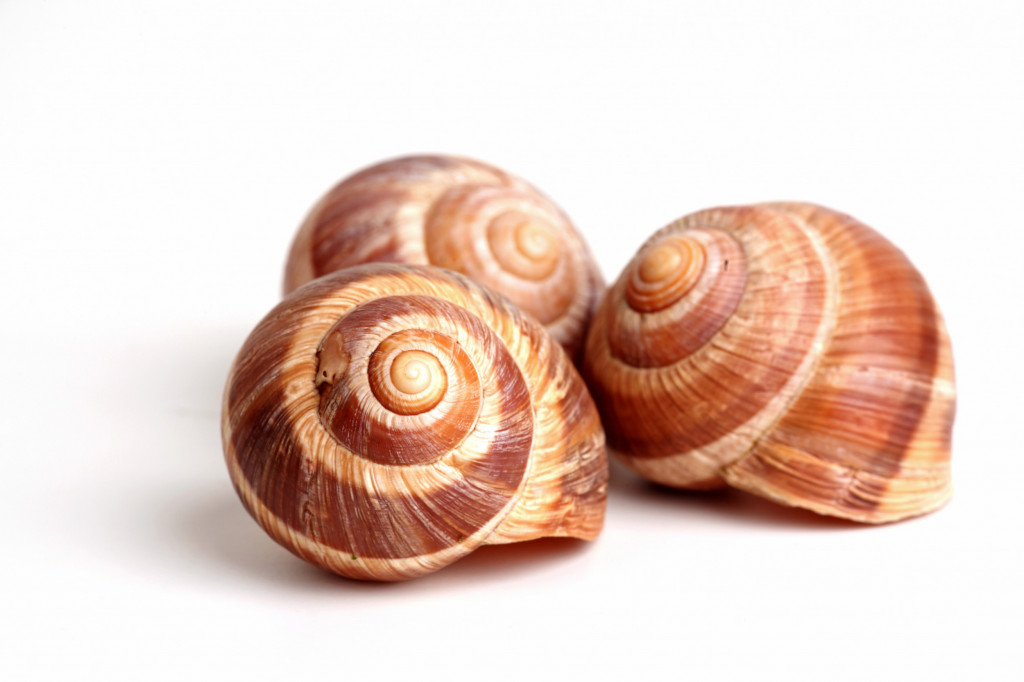 Snail Shells XL