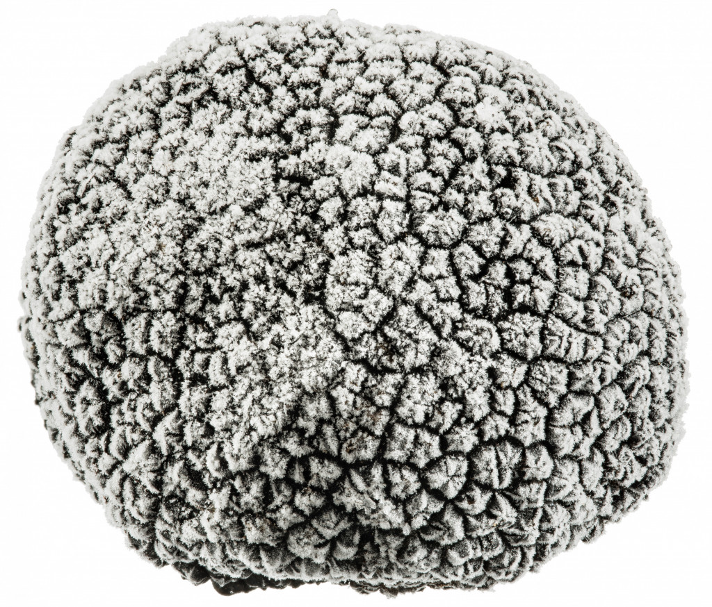 Chinese Truffles 1kg Albion Fine Foods