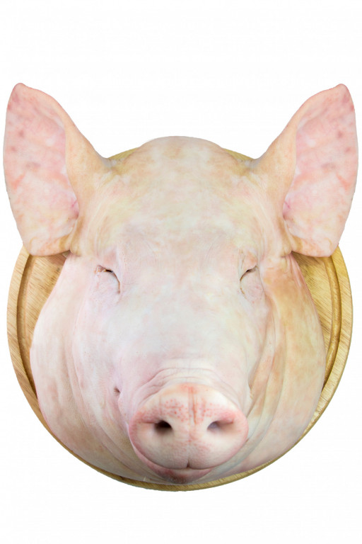 Pig's Head