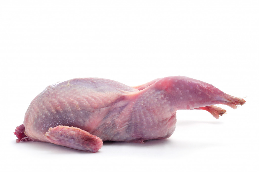 Quails Renard Rouge
