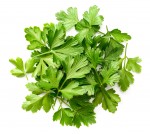 Micro Parsley