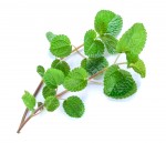 Micro Mint