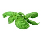 Basil Bunch