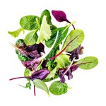 Salad Leaf Mix
