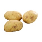 Three large uncooked baking potatoes on a white background