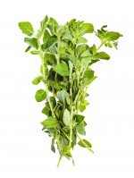 Fresh Oregano