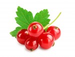 Essence - Redcurrant