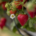 Strawberry Punnet, Fresh - Kentish