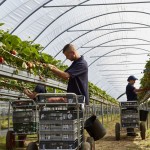 Strawberry Punnet, Fresh - Kentish