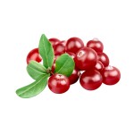 SQUICRANBERRY