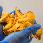 Mushroom Scottish Girolles, Fresh