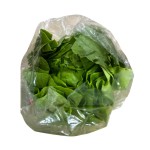 Flat Lettuce
