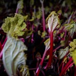 Rhubarb Forced, Fresh loose