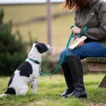 Boar Dog Chews - The Canine Menu