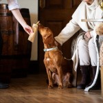 Rabbit Dog Chews - The Canine Menu