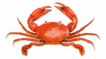 SelectArome Crab Essence