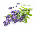 SelectArome Lavender Essence