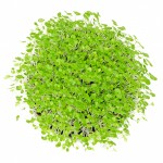 MICROFRBASIL