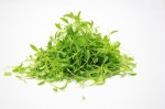 Micro Coriander