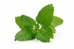 Micro Lemon Balm