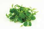 Micro Pea Shoots