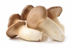 Oyster King (Eryngii) Mushroom