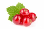 Boiron Redcurrant Puree