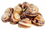 Snails Bourgogne Medium
